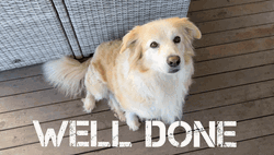 Good Dog Well Done Shake Hands GIF