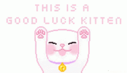 Good Luck White Kitten GIF
