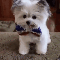Good Maltese Dog Cute PuppyTricks GIF