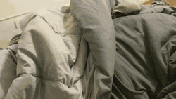 Good Monday Doggo GIF
