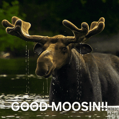 Good Moosin Moose In Water GIF