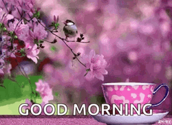 Good Morning August Cherry Blossom GIF