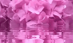 Good Morning August With Love GIF