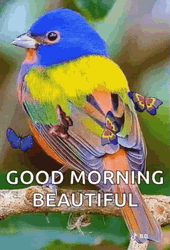 Good Morning Beautiful Bird GIF