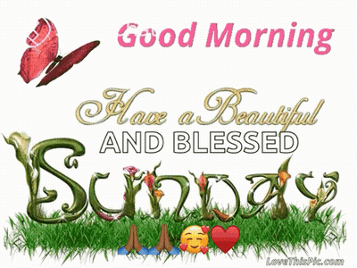 Good Morning Beautiful Blessed Sunday Butterfly GIF