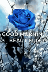 Good Morning Beautiful Blue Rose GIF