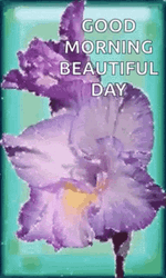Good Morning Beautiful Day Purple Flower GIF