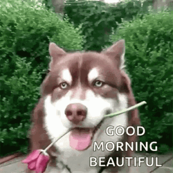 Good Morning Beautiful Dog GIF