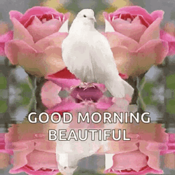 Good Morning Beautiful Pink Roses Dove  GIF