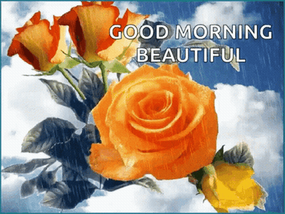 Good Morning Beautiful Roses Greeting Card