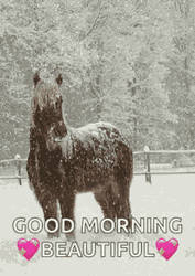Good Morning Beautiful Snow Horse                            GIF