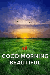 Good Morning Beautiful Sunrise Field GIF