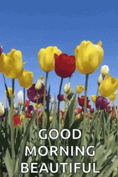 Good Morning Beautiful Tulips  GIF