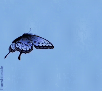 Good Morning Blue Butterfly And Daisies GIF