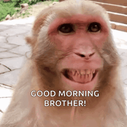 Good Morning Brother Smiling Monkey GIF