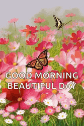 Good Morning Butterfly Beautiful Tuesday  GIF