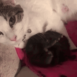 Good Morning Cat And Baby GIF