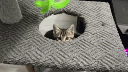 Good Morning Cat Coming Out GIF