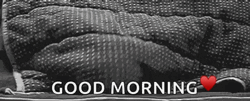 Good Morning Cat Cover Blanket GIF