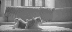 Good Morning Cat Cuddling GIF