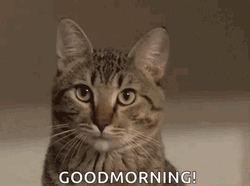 Good Morning Cat Cute Yawn GIF