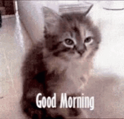 Good Morning Cat Falling Over GIF