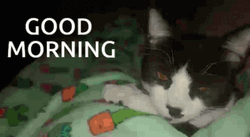 Good Morning Cat In Bed GIF