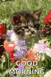 Good Morning Cat In Field GIF