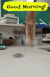 Good Morning Cat Intense Stretch GIF