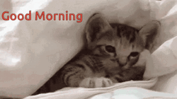 Good Morning Cat Licks Paw GIF