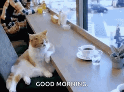 Good Morning Cat Looking Window GIF