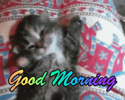 Good Morning Cat Reaction