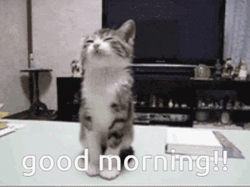 Good Morning Cat Sleepy GIF