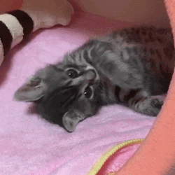 Good Morning Cat Stretching GIF