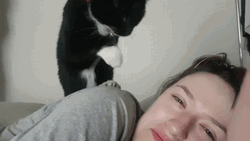 Good Morning Cat Touching Nose GIF