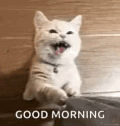 Good Morning Cat Tugging Clothes GIF