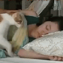 Good Morning Cat Waking Owner GIF