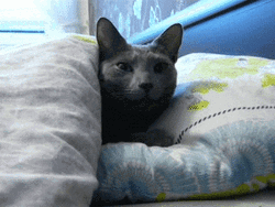 Good Morning Cat Yawning GIF