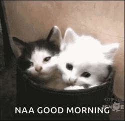 Good Morning Cats In Container GIF