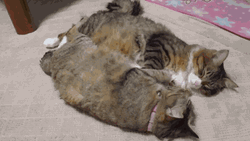 Good Morning Cats Looking GIF