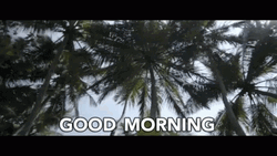 Good Morning Coconut Tree GIF