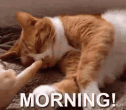 Good Morning Cute Cat Being Woke Up GIF