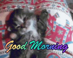 Good Morning Cute Kitten GIF