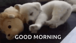 Good Morning Cute Sleepy Little Puppy GIF