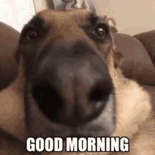 Good Morning Dog Closed Up Nose GIF