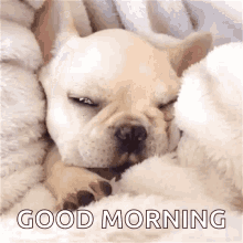 Good Morning Dog Cute Puppy In Sheets GIF