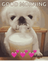 Good Morning Dog Drinking Milk Son Cup GIF