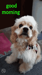 Good Morning Dog Fluffy GIF