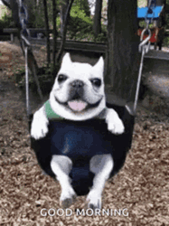 Good Morning Dog On Swing GIF