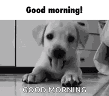 Good Morning Dog Playing GIF